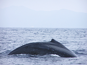 クジラ、空を飛ぶ
