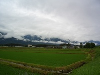 恵みの雨をうけて、グングン伸びてる稲