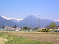 穂高北小学校の桜満開です！