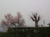 安曇野は黄砂でかすむ空。