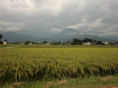 安曇野黄金色