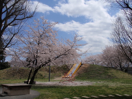 桜の絨毯