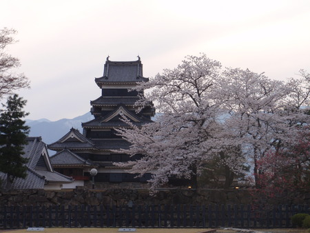 国宝　松本城の桜