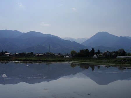 田植えが進む安曇野です。