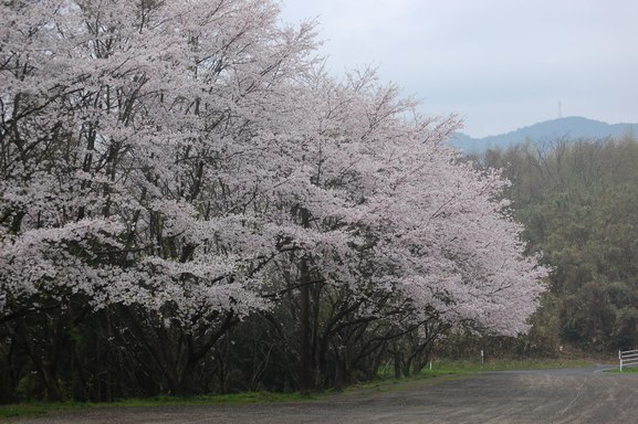 榎原神社（よわらじんじゃ）駐車場の桜