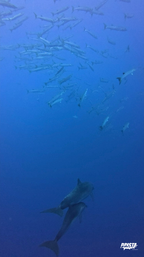 タヒチ ランギロア島