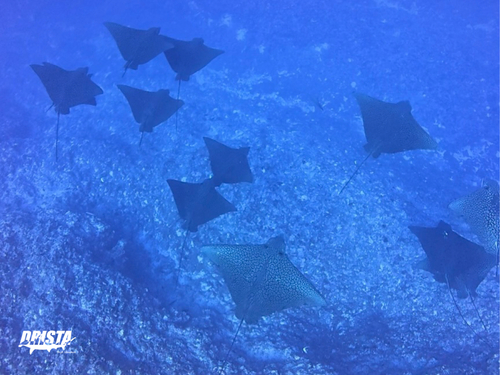 タヒチ ランギロア島