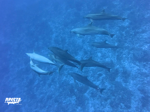 タヒチ ランギロア島