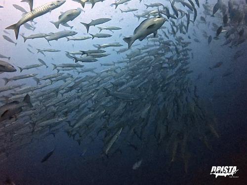 トライアングル魚影猛烈