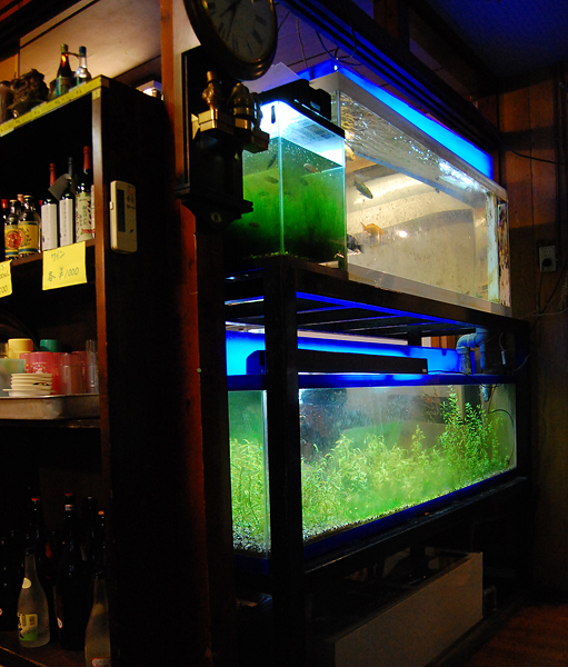 大魚の水槽