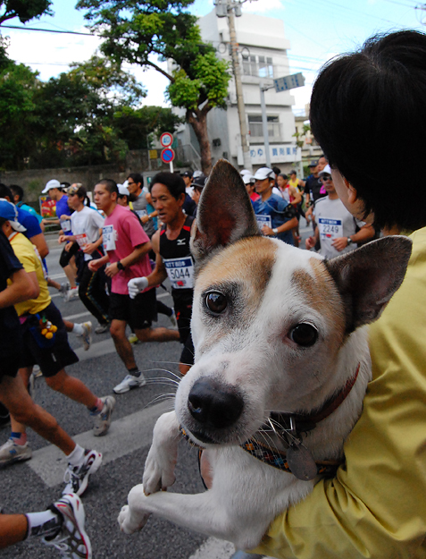NAHAマラソン、犬も応援！