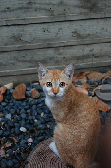 シートによく座っているねこ