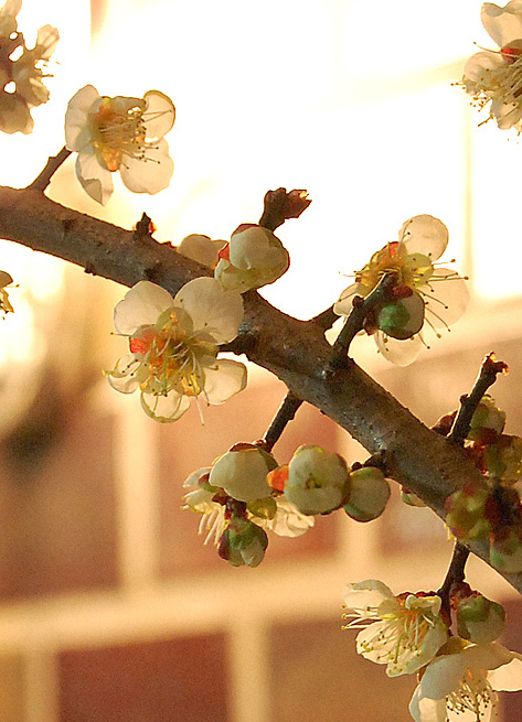 旧正月の桜