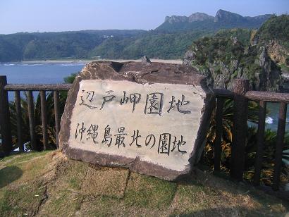 辺土岬のユリ