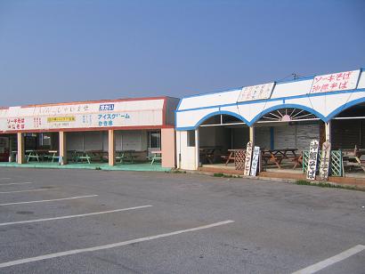 辺土岬のユリ