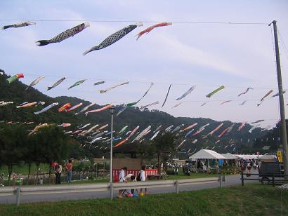 辺土岬のユリ