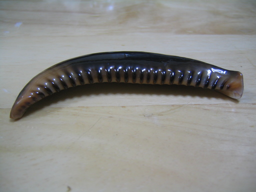 タカラガイの箸置き