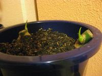 モンステラの植え替え28日後 2011/05/15 00:41:52