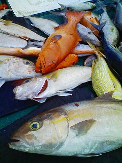 魚達の発送について　＞°))))彡