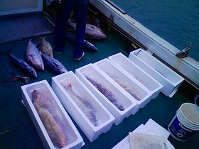 魚達の発送について　＞°))))彡