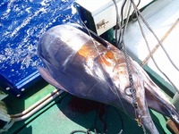 カジキ漁 2010/09/04 17:07:38