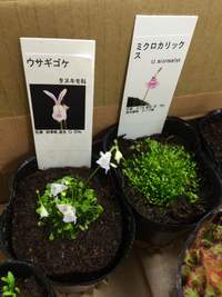 食虫植物 2015/08/18 10:06:00