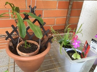 植物たち。。。