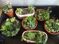 多肉植物♪ 2015/08/17 18:00:00