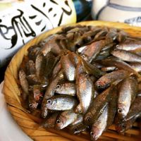 初物生スク入荷！ 2017/07/22 12:00:00