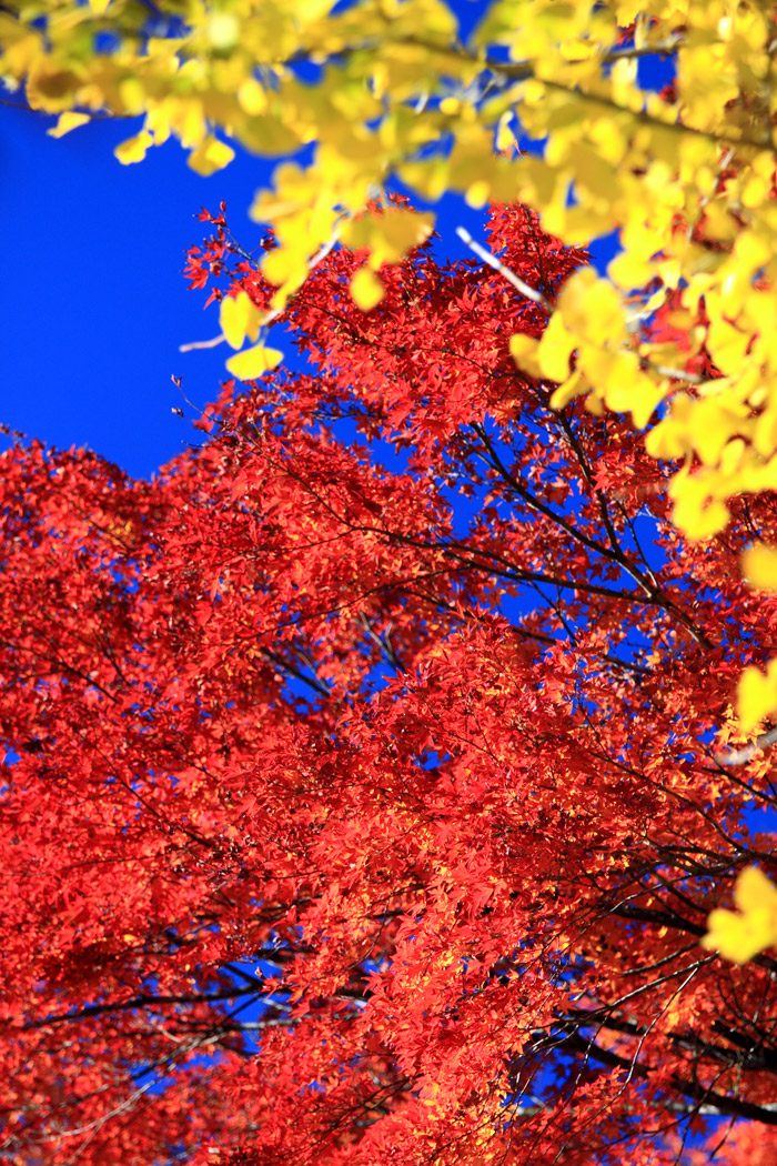 １１月３日　埼玉秩父　紅葉