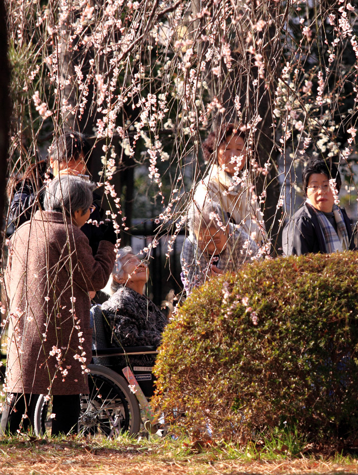 梅　さいたま　大宮第二公園