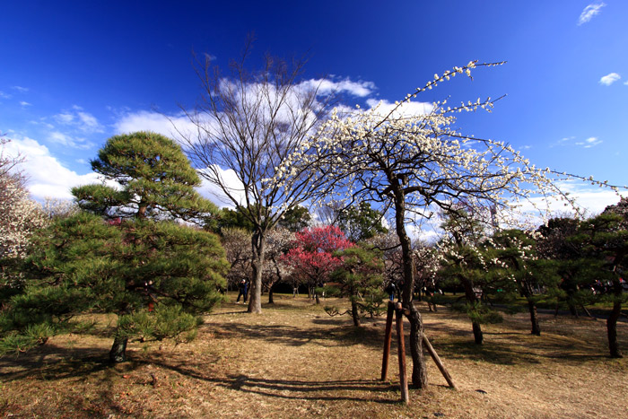 梅　さいたま　大宮第二公園