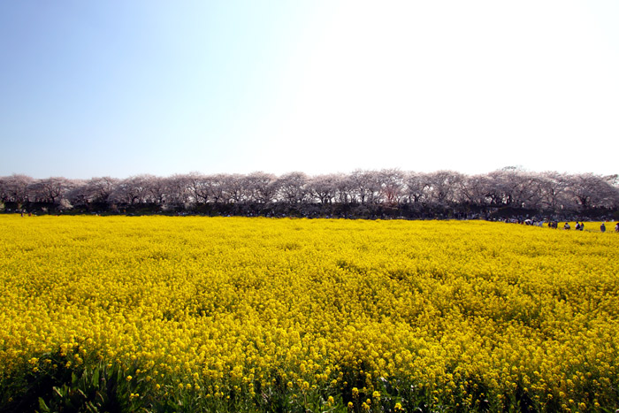 さいたま　幸手の権現堂桜堤