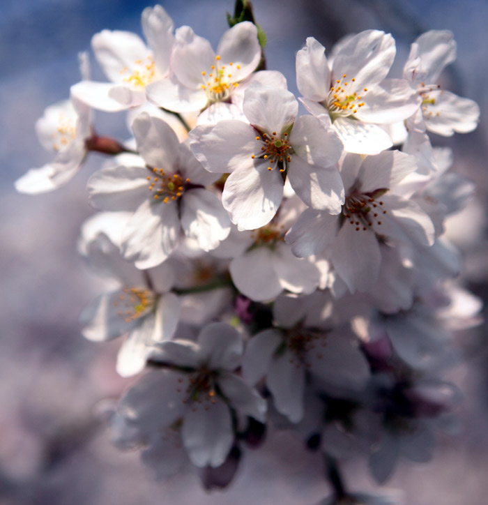 さいたま　幸手の権現堂桜堤