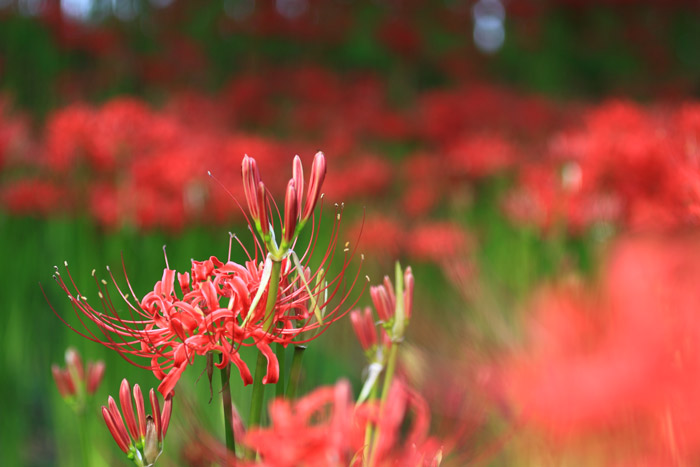 巾着田の彼岸花（曼珠沙華）