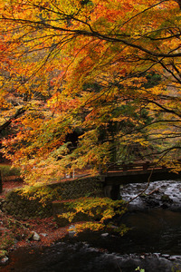 １１月１９日　栃木県蓬莱山へ　紅葉狩り