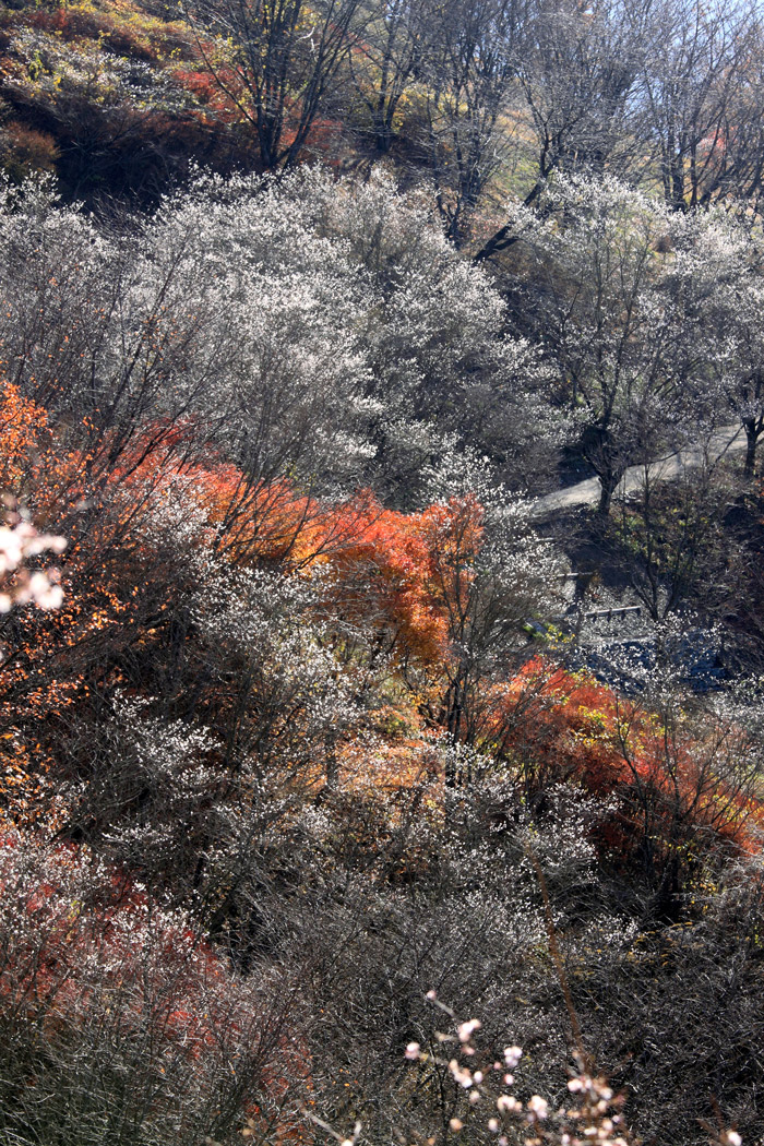 群馬県　藤岡の桜山公園の冬桜