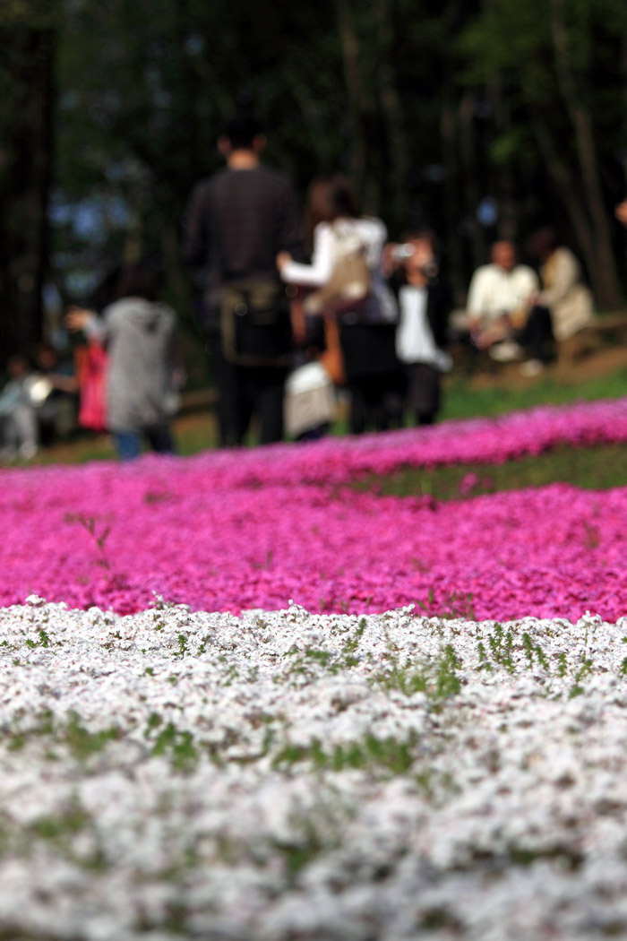 埼玉秩父　羊山公園の芝桜