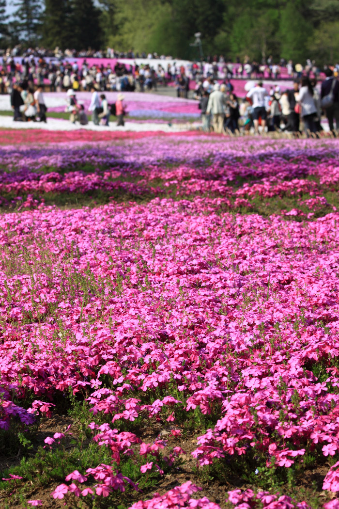 埼玉秩父　羊山公園の芝桜