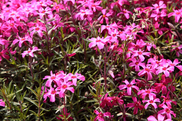 埼玉秩父　羊山公園の芝桜