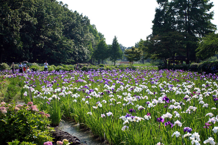 花しょうぶ