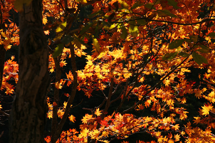 奥日光　紅葉