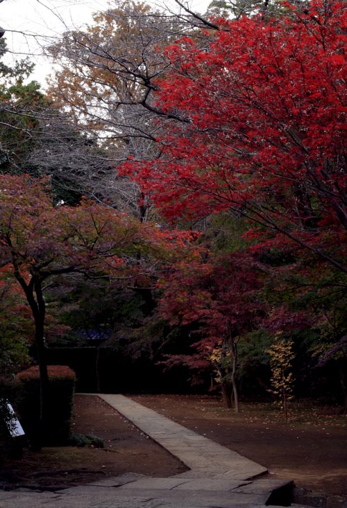 平林寺　紅葉