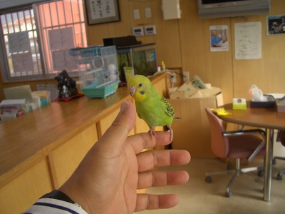 手乗りインコ　手にのりました