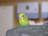 肩のりインコ