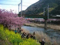 桜満開 2012/03/22 18:57:54