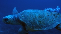 沖永良部島の海中のアカウミガメ　　貴重な映像です。