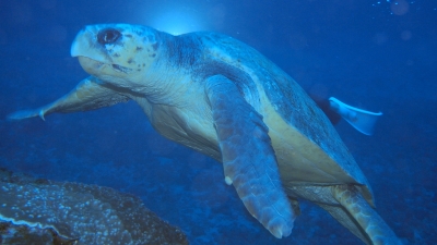 ウミガメクッキー　屋久島