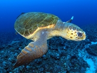 奄美海洋生物研究会　ウミガメ会議　５月１１日