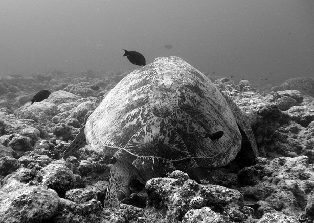 ２０１１　日本のウミガメ　沖永良部島ウミガメ会議